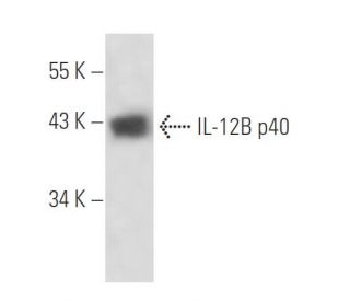 IL-12B p40 Antibody (1-1A4) - Western Blotting - Image 16291