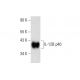 IL-12B p40 Antibody (F-10) - Western Blotting - Image 139278