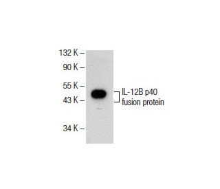 IL-12B p40 Antibody (G-6) - Western Blotting - Image 155012