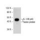 IL-12B p40 Antibody (G-6) - Western Blotting - Image 155012