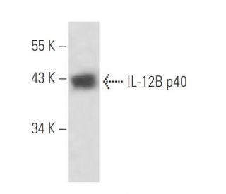 IL-12B p40 Antibody (1-1A4) - Western Blotting - Image 16291The Double Nickase Plasmid features a U6 promoter for sgRNA expression, a 20 nt targeting sequence, and a gRNA scaffold to guide Cas9n. It includes a CBh promoter for Cas9n (D10A) and puromycin resistance, GFP for transfection verification, and nuclear localization signals (NLS). The 2A peptide allows co-expression of Cas9n and Puro from a single promoter, enabling precise genome editing with reduced off-target effects.