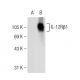IL-12Rβ1 Antibody (A-10) - Western Blotting - Image 109035 