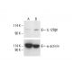 IL-12Rβ1 Antibody (A-10) - Western Blotting - Image 412112