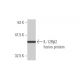western blotting image from recommended IL-12Rβ2 (2H6) monoclonal antibody replacement. Image 348525