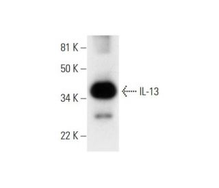 IL-13 Antibody (A-9) - Western Blotting - Image 294786