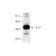 IL-13 Antibody (A-9) - Western Blotting - Image 294786