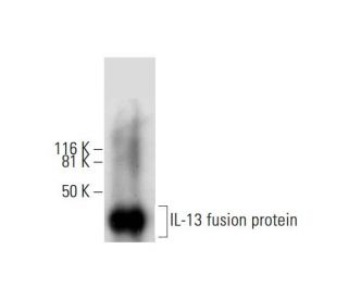 western blotting image from recommended IL-13 (F-6) monoclonal antibody replacement. Image 288946