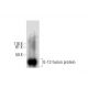 western blotting image from recommended IL-13 (F-6) monoclonal antibody replacement. Image 288946