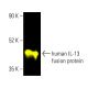 IL-13 Antibody (F-6) - Western Blotting - Image 403320 