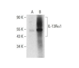 western blotting image from recommended IL-13R&alpha;1 (D-2) monoclonal antibody replacement. Image 309593