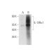 western blotting image from recommended IL-13Rα1 (D-2) monoclonal antibody replacement. Image 309593