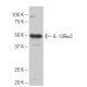 IL-13Rα2 Antibody (2K8) - Western Blotting - Image 64971 