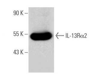 IL-13R&alpha;2 Antibody (2K8) - Western Blotting - Image 368219 