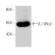 IL-13Rα2 Antibody (2K8) - Western Blotting - Image 368219 