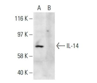 IL-14 Antibody (16C5) - Western Blotting - Image 38333