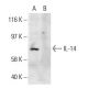 IL-14 Antibody (16C5) - Western Blotting - Image 38333