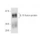 IL-15 Antibody (E-4) - Western Blotting - Image 2642