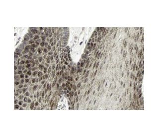 IL-15 Antibody (H-114): sc-7889