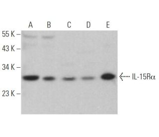 IL-15R&alpha; Antibody (G-3) - Western Blotting - Image 364091Each CRISPR/Cas9 Knockout (KO) Plasmid product consists of a pool of 3 plasmids designed to ensure identification and cleavage of a specific gene for maximum knockout efficiency. Each plasmid encodes a unique 20 nt sequence derived from the GeCKO (v2) library. 