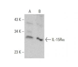 IL-15R&alpha; Antibody (G-7) - Western Blotting - Image 346638 
