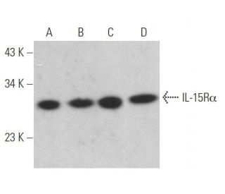 western blotting image from recommended IL-15R&alpha; (G-3) monoclonal antibody replacement. Image 358970