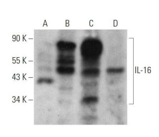 IL-16 Antibody (A-1) - Western Blotting - Image 359369 