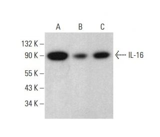 IL-16 Antibody (D-2) - Western Blotting - Image 382066 