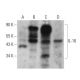 western blotting image from recommended IL-16 (A-1) monoclonal antibody replacement. Image 359369