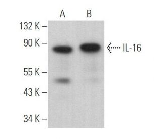 IL-16 Antibody (B-2) - Western Blotting - Image 374996