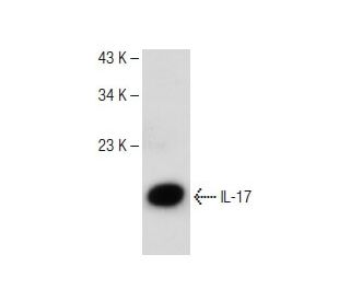 western blotting image from recommended IL-17 (G-4) monoclonal antibody replacement. Image 149468