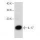western blotting image from recommended IL-17 (G-4) monoclonal antibody replacement. Image 149468