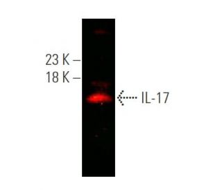 IL-17 Antibody (G-4) - Western Blotting - Image 375344SAM Transcription Activation: SAM system utilizing dCas9-VP64, MS2-P65-HSF1, and sgRNA for precise gene transcription activation.