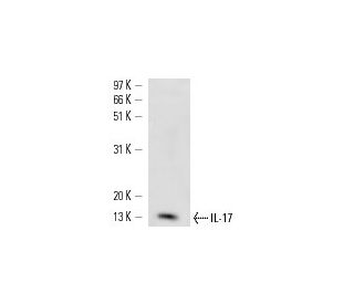 IL-17 Antibody (TC11-18H10) - Western Blotting - Image 14859The Double Nickase Plasmid features a U6 promoter for sgRNA expression, a 20 nt targeting sequence, and a gRNA scaffold to guide Cas9n. It includes a CBh promoter for Cas9n (D10A) and puromycin resistance, GFP for transfection verification, and nuclear localization signals (NLS). The 2A peptide allows co-expression of Cas9n and Puro from a single promoter, enabling precise genome editing with reduced off-target effects.