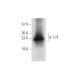 IL-17F Antibody (D-2) - Western Blotting - Image 318381