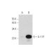 IL-17F Antibody (G-6) - Western Blotting - Image 333737