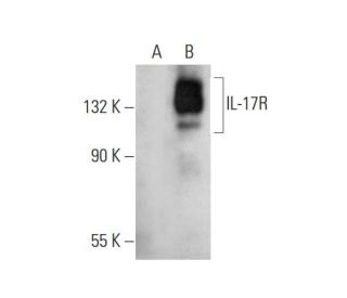IL-17R Antibody (C-12) - Western Blotting - Image 346465