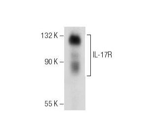 IL-17R Antibody (F-12) - Western Blotting - Image 157510 