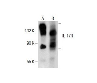 western blotting image from recommended IL-17R (G-9) monoclonal antibody replacement. Image 155602
