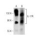 이 다클론 항체는 생산이 중단되었습니다. 권장 <a href="il-17r-antibody-g-9">IL-17R (G-9)</a> 단클론 항체(샘플 데이터 표시)를 참조하세요. western blotting image from recommended IL-17R (G-9) monoclonal antibody replacement. Image 155602