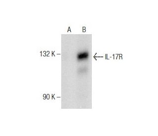 IL-17R Antibody (G-9) - Western Blotting - Image 282110