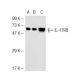 IL-17RB Antibody (TJ-5) - Western Blotting - Image 44507 