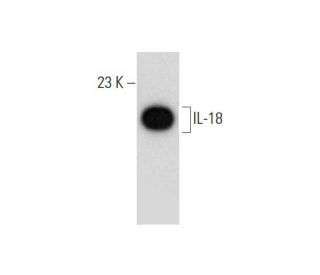 IL-18 Antibody (E-8) - Western Blotting - Image 318552