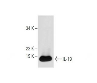 IL-19 Antibody (A-9) - Western Blotting - Image 294505