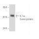 IL-1α Antibody (1F3B3) - Western Blotting - Image 43222 