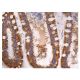 IL-1α Antibody (G-10) - Immunohistochemistry - Image 160269 