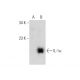 IL-1α Antibody (G-10) - Western Blotting - Image 135234