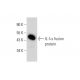 IL-1α Antibody (G-10) - Western Blotting - Image 135236 