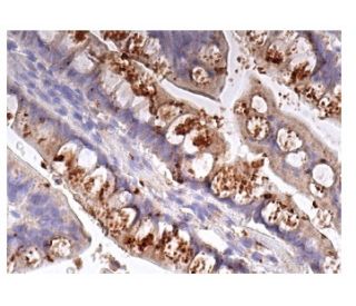 immunohistochemistry image from recommended IL-1&alpha; (B-7) monoclonal antibody replacement. Image 156593