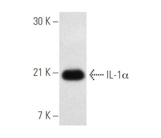 western blotting image from recommended IL-1&alpha; (ALF-161) monoclonal antibody replacement. Image 2611
