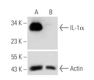 IL-1&alpha; shRNA Plasmid (h): sc-39613-SH. Western blot analysis of human IL-1&alpha; expression in IL-1&alpha; transfect 